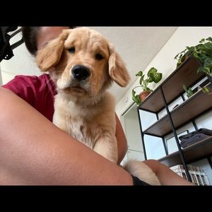 Meet your Posher, Em